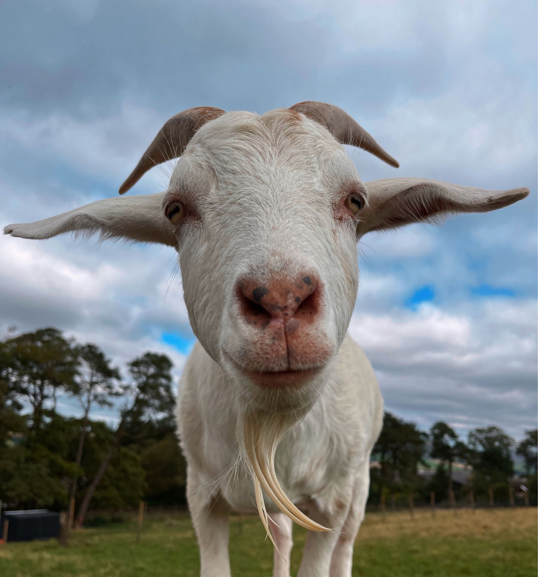Animal Sanctuary