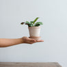 Rosa Keramik Blumentopf mit Untersetzer inspiriert von Roberto Rosso, einem der besten Töpfer Italiens, hergestellt von Bergs Potter. Eine Person hält den Topf auf der Hand in die Luft. In dem Tontopf ist eine kleine Pflanze.