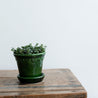 Ton Blumentopf mit Untersetzer in grün glänzend lackiert. Kopenhagener Topf, der auch als Schlosstopf von Bergs bekannt ist, hergestellt von Bergs Potter. In dem Topf befindet sich eine kleine Pflanze.