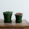 Zwei Ton Blumentöpfe mit Untersetzer in grün glänzend lackiert. Kopenhagener Topf, der auch als Schlosstopf von Bergs bekannt ist, hergestellt von Bergs Potter. In den Töpfen befinden sich kleinen Pflanzen.