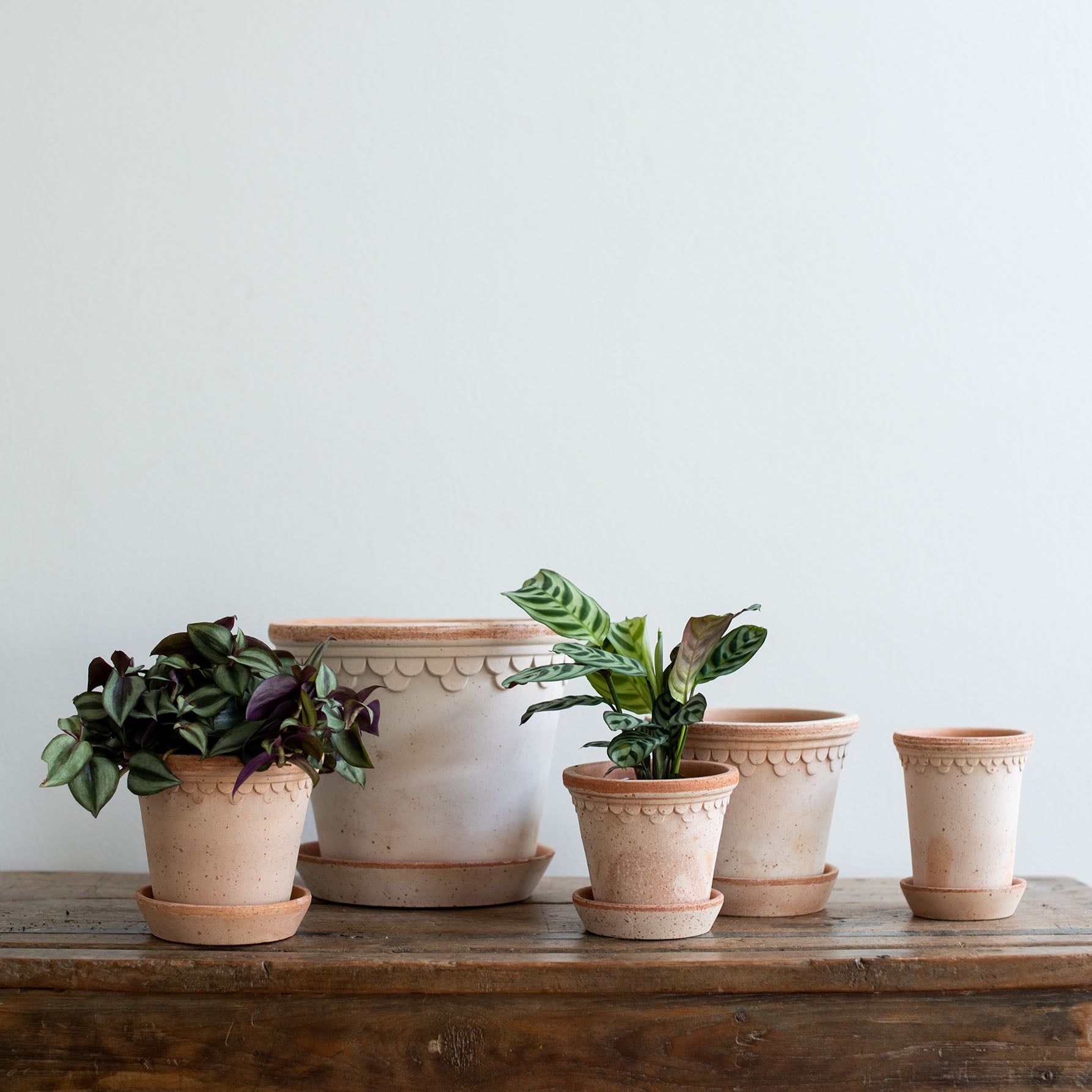 Eine Auswahl an Keramik Blumentopf in rosa mit Untersetzer in verschiedenen Größen. Kopenhagener Topf, der auch als Schlosstopf von Bergs bekannt ist, hergestellt von Bergs Potter. In den Töpfen befinden sich Pflanzen.
